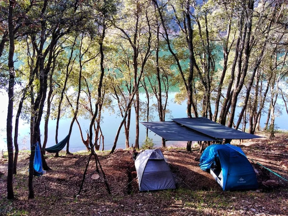 Namiot na polu w lesie obok drzew